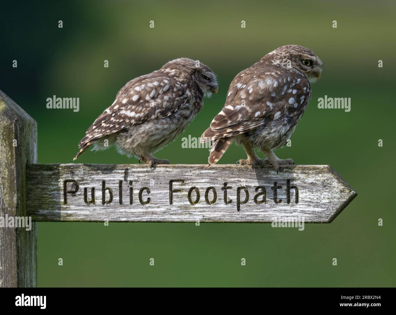 Eine Erwachsene kleine Eule (Athene noctua), mit einem jungen Kind und beide hoch oben auf einem alten hölzernen Wegweiser für öffentliche Fußwege Stockfoto