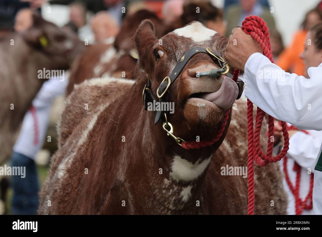 Harrogate, Großbritannien. 11. Juli 2023. Great Yorkshire Showground, Railway Road, Harrogate, North Yorkshire A Cow in the Ring wurde während der 164. Great Yorkshire Show 2023 bewertet Credit: Touchlinepics/Alamy Live News Stockfoto