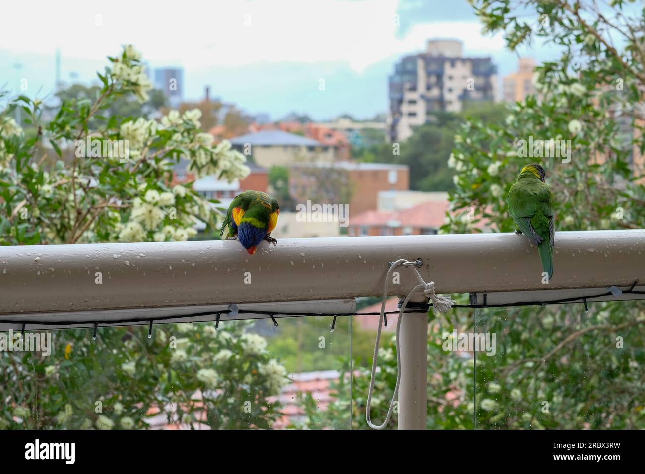 2 Papageien auf dem Balkon Stockfoto