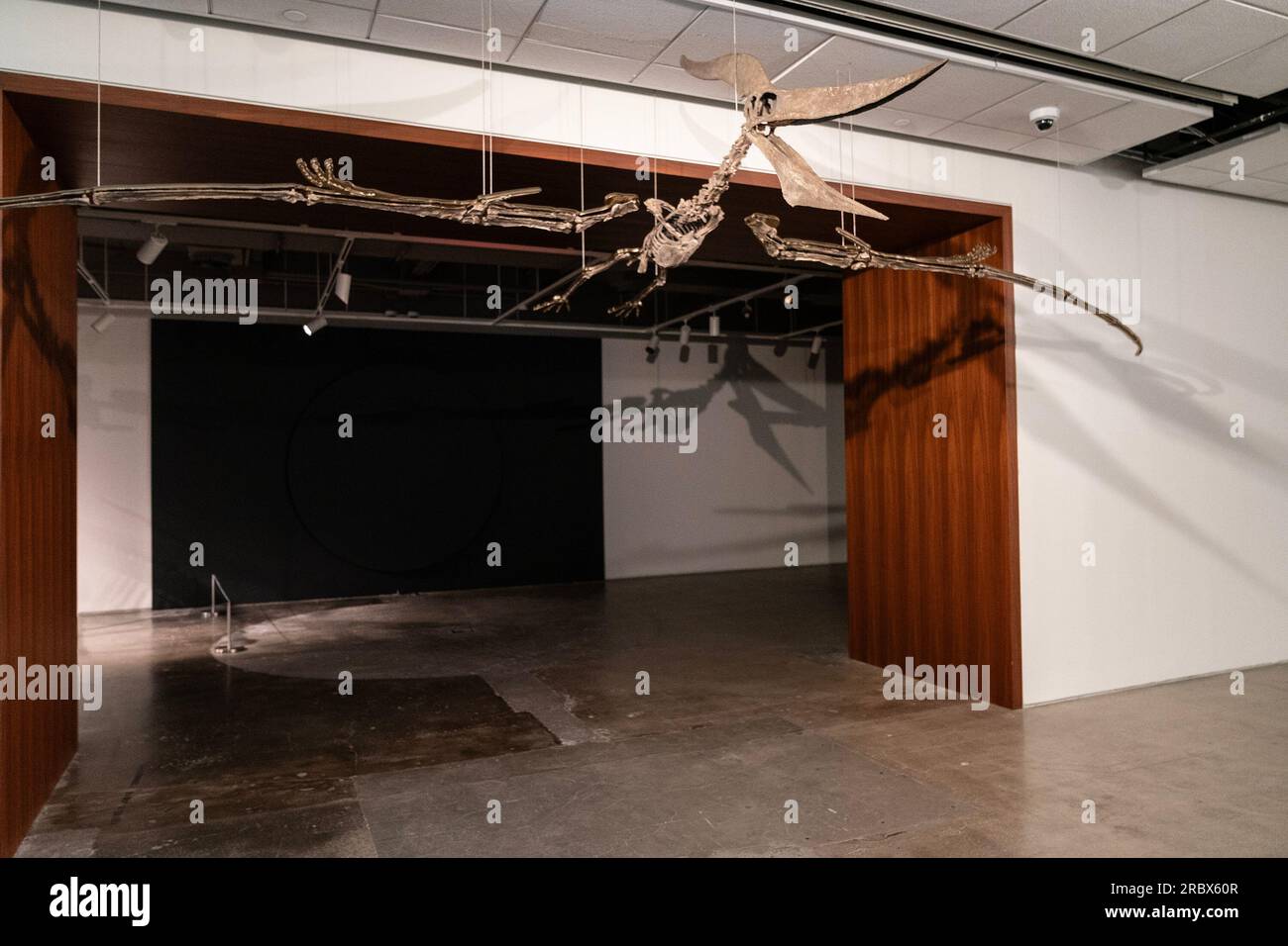 New York, New York, USA. 10. Juli 2023. Seltenes fliegendes Pteranodon-Dinosaurier-Fossil, ausgestellt für Sotheby's Live Natural History Auction während eines Pressefotos in New York. Rare Flying Pteranodon (ca. 4 bis 6 Millionen $) und Plesiosaur (ca. 600.000 bis 800.000 $) werden am 26. Juli 2023 versteigert. (Kreditbild: © Fotograf Lev Radin/Pacific Press via ZUMA Press Wire) NUR REDAKTIONELLE VERWENDUNG! Nicht für den kommerziellen GEBRAUCH! Stockfoto