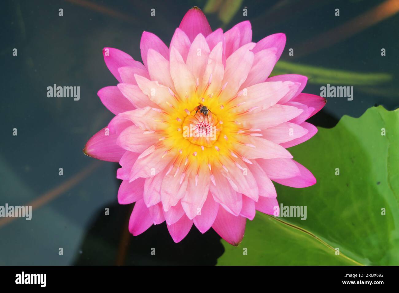 Draufsicht von Amazing Gradient Pink Waterlily mit einer kleinen Biene, die Nektar auf gelber Pollen sammelt Stockfoto