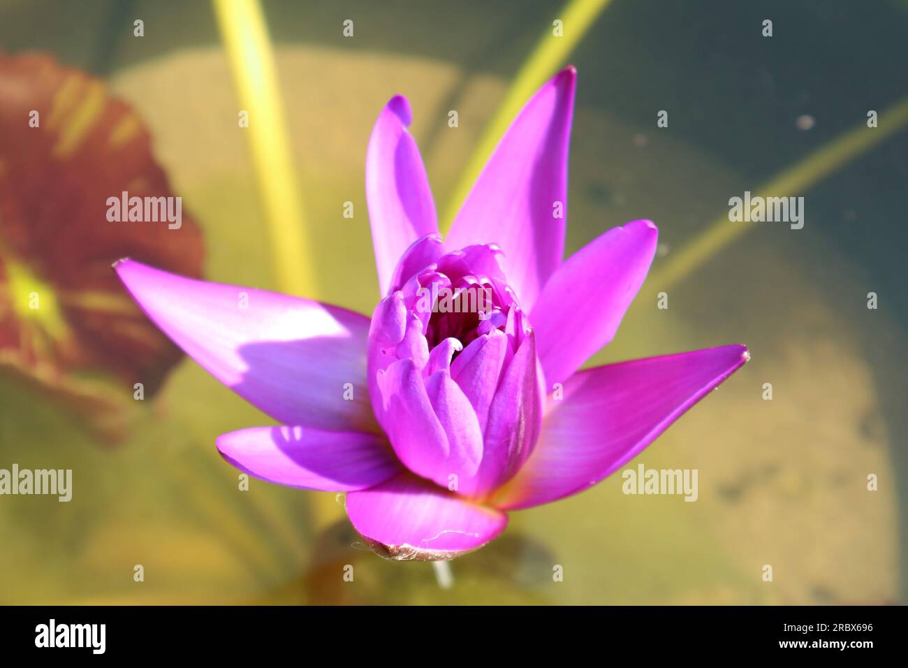 Nahaufnahme einer wunderschönen lila Wasserlilie, die im Sonnenlicht blüht Stockfoto