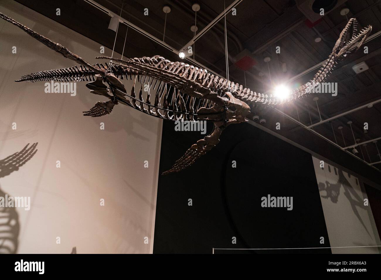 New York, New York, USA. 10. Juli 2023. Plesiosaur-Dinosaurier-Fossil, ausgestellt für Sotheby's Live Natural History Auction während eines Pressefotos in New York. Rare Flying Pteranodon (ca. 4 bis 6 Millionen $) und Plesiosaur (ca. 600.000 bis 800.000 $) werden am 26. Juli 2023 versteigert. (Kreditbild: © Fotograf Lev Radin/Pacific Press via ZUMA Press Wire) NUR REDAKTIONELLE VERWENDUNG! Nicht für den kommerziellen GEBRAUCH! Stockfoto