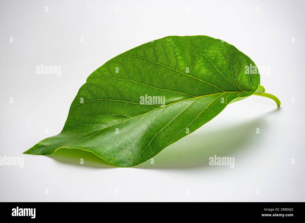 Blick aus einem hohen Winkel auf ein frisches, grünes Avocadoblatt (Persea americana), isoliert auf weißem Hintergrund mit Schnittpfad. Stockfoto