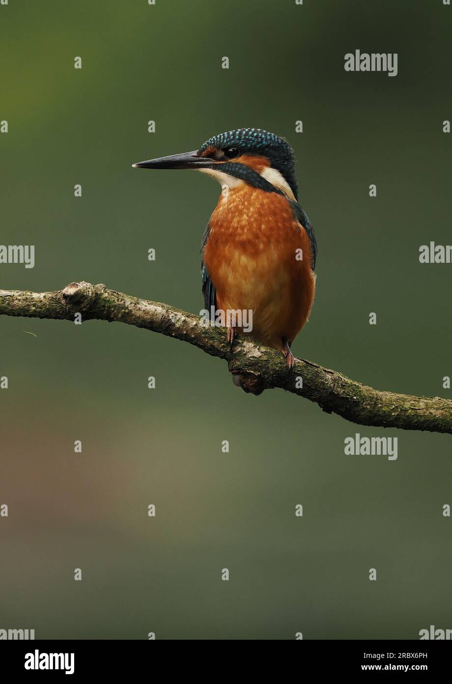 Junge Königsfischer bleiben gelegentlich an einem Fütterungsort auf einem See, bis entweder ein dominanter junger oder Erwachsener den Rest wegstößt. Stockfoto