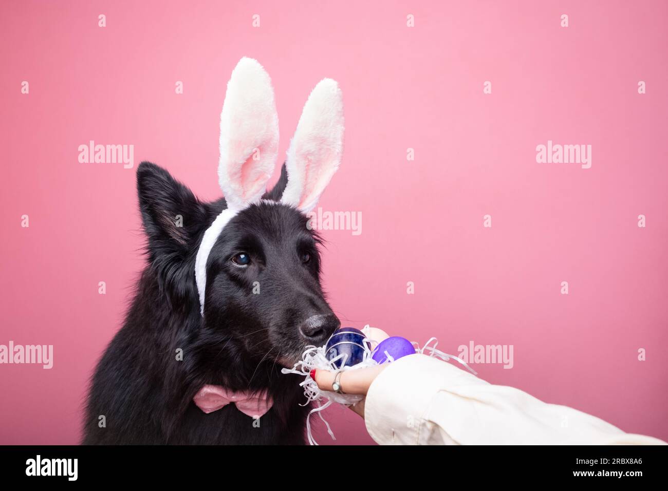 Süßer Hund Im Bunny-Kostüm Riecht Nach Ostereiern. Rosafarbener Hintergrund Stockfoto