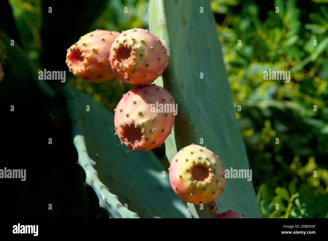 gummibaum hartholz Kotten-Brettchen Gummibaum  Balkhauser Kottenldchen