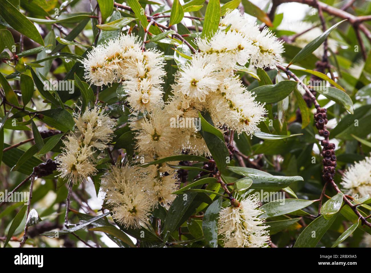 Melaleuca quinquenervia Baum in Blüte Stockfoto