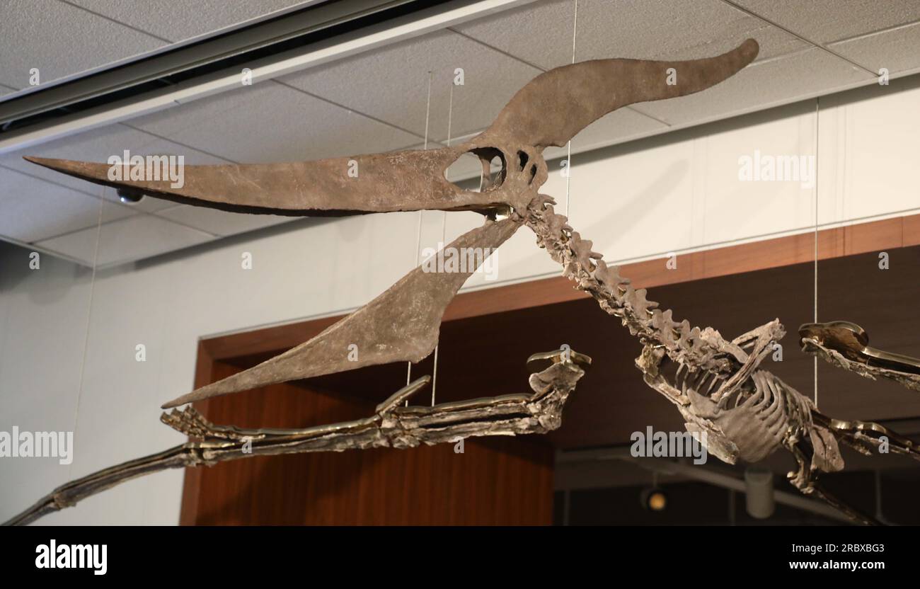 Juli 2023, New York City, New York, USA: Ein detaillierter Blick auf einen seltenen fliegenden PTERANODON (ca. 11 Millionen US-Dollar), der in der Pressevorschau für das demnächst erscheinende Sotheby's Live Natural History AuctionÂ Fossil Skelette for Prehistoric Predators: Pternodon und Plesiosaur, am 26. Juli in Sotheby's New York. Fossilien stammen aus der späten Kreidezeit und der Niederjurastik, vor über 83 Millionen Jahren. (Kreditbild: © Nancy Kaszerman/ZUMA Press Wire) NUR REDAKTIONELLE VERWENDUNG! Nicht für den kommerziellen GEBRAUCH! Stockfoto