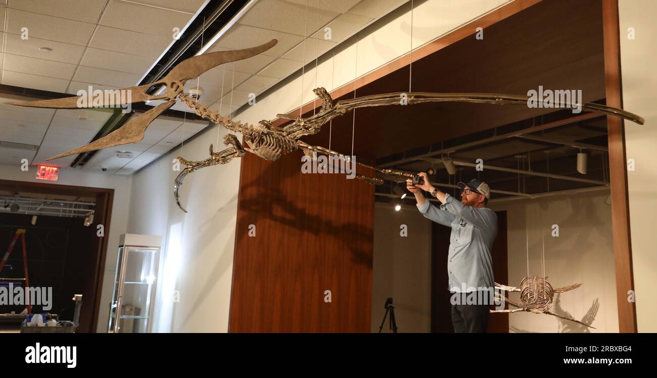 Juli 2023, New York City, New York, USA: Ein Fotograf fotografiert einen seltenen fliegenden PTERANODON (voraussichtlich 11 Millionen US-Dollar), der in der Pressevorschau für das demnächst erscheinende Sotheby's Live Natural History AuctionÂ Fossil Skelette for PreHistoric Predators: Pternodon und Plesiosaur, am 26. Juli in Sotheby's New York. Fossilien stammen aus der späten Kreidezeit und der Niederjurastik, vor über 83 Millionen Jahren. (Kreditbild: © Nancy Kaszerman/ZUMA Press Wire) NUR REDAKTIONELLE VERWENDUNG! Nicht für den kommerziellen GEBRAUCH! Stockfoto