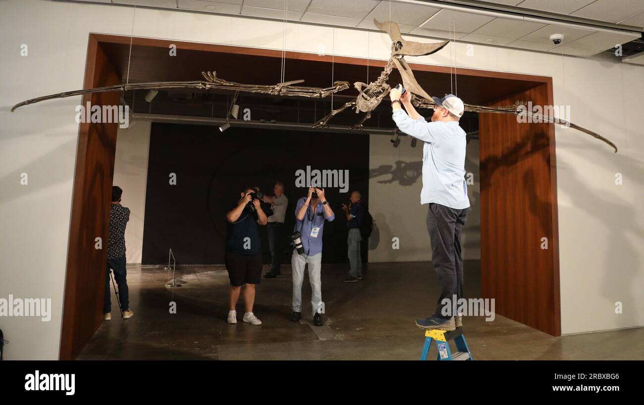 Juli 2023, New York City, New York, USA: Fotografen fotografieren einen seltenen fliegenden PTERANODON (voraussichtlich 11 Millionen US-Dollar), der in der Pressevorschau für das demnächst erscheinende Sotheby's Live Natural History AuctionÂ Fossil Skelette for Prehistoric Predators: Pternodon und Plesiosaur, am 26. Juli in Sotheby's New York. Fossilien stammen aus der späten Kreidezeit und der Niederjurastik, vor über 83 Millionen Jahren. (Kreditbild: © Nancy Kaszerman/ZUMA Press Wire) NUR REDAKTIONELLE VERWENDUNG! Nicht für den kommerziellen GEBRAUCH! Stockfoto
