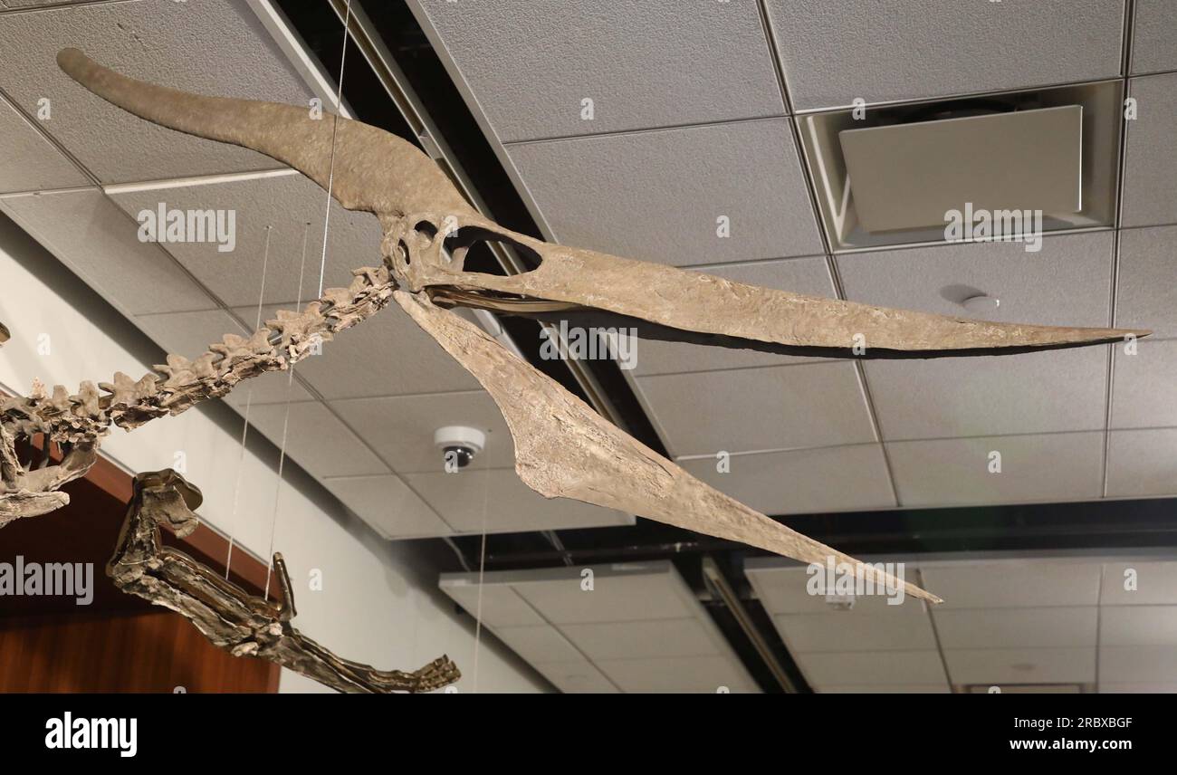 Juli 2023, New York City, New York, USA: Ein detaillierter Blick auf einen seltenen fliegenden PTERANODON (ca. 11 Millionen US-Dollar), der in der Pressevorschau für das demnächst erscheinende Sotheby's Live Natural History AuctionÂ Fossil Skelette for Prehistoric Predators: Pternodon und Plesiosaur, am 26. Juli in Sotheby's New York. Fossilien stammen aus der späten Kreidezeit und der Niederjurastik, vor über 83 Millionen Jahren. (Kreditbild: © Nancy Kaszerman/ZUMA Press Wire) NUR REDAKTIONELLE VERWENDUNG! Nicht für den kommerziellen GEBRAUCH! Stockfoto