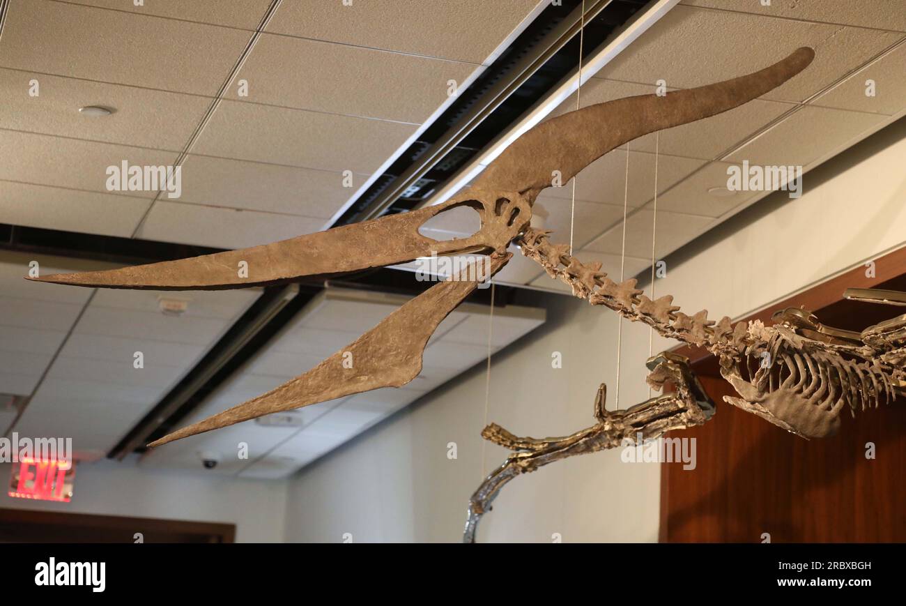 Juli 2023, New York City, New York, USA: Ein detaillierter Blick auf einen seltenen fliegenden PTERANODON (ca. 11 Millionen US-Dollar), der in der Pressevorschau für das demnächst erscheinende Sotheby's Live Natural History AuctionÂ Fossil Skelette for Prehistoric Predators: Pternodon und Plesiosaur, am 26. Juli in Sotheby's New York. Fossilien stammen aus der späten Kreidezeit und der Niederjurastik, vor über 83 Millionen Jahren. (Kreditbild: © Nancy Kaszerman/ZUMA Press Wire) NUR REDAKTIONELLE VERWENDUNG! Nicht für den kommerziellen GEBRAUCH! Stockfoto