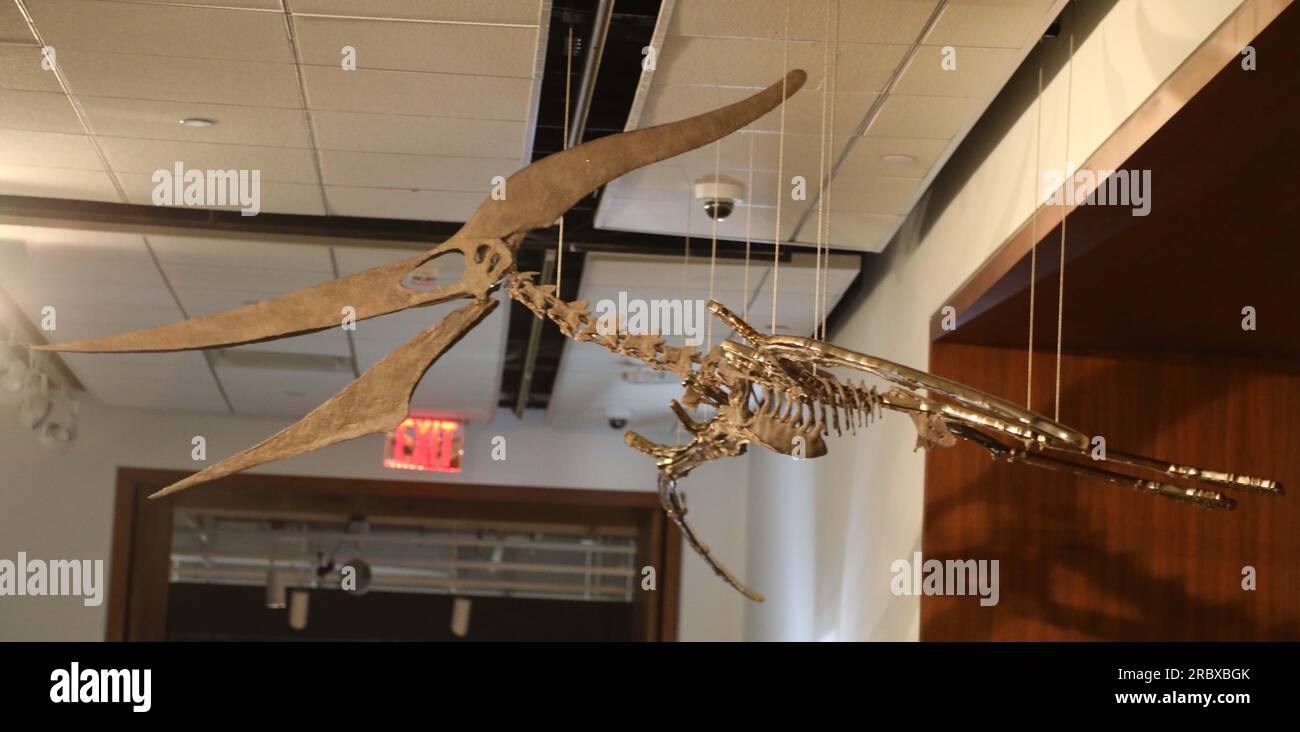 Juli 2023, New York City, New York, USA: Seltener fliegender PTERANODON (ca. 11 Millionen US-Dollar) in der Pressevorschau für die demnächst in Sotheby AuctionÂ's Live Natural History stattfindenden Fossilskelette für prähistorische Raubtiere: Pternodon und Plesiosaur, die am 26. Juli in Sotheby's New York stattfanden. Fossilien stammen aus der späten Kreidezeit und der Niederjurastik, vor über 83 Millionen Jahren. (Kreditbild: © Nancy Kaszerman/ZUMA Press Wire) NUR REDAKTIONELLE VERWENDUNG! Nicht für den kommerziellen GEBRAUCH! Stockfoto