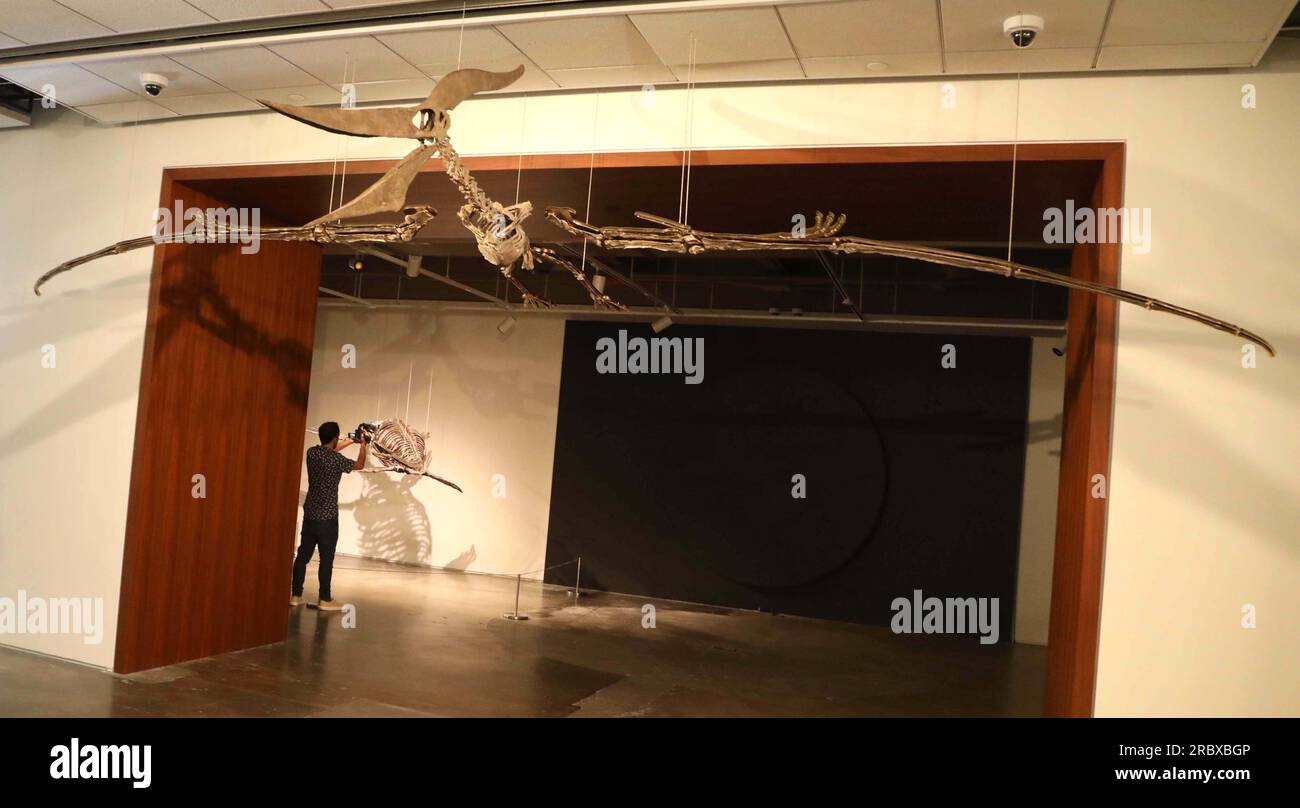 Juli 2023, New York City, New York, USA: Seltener fliegender PTERANODON (ca. 11 Millionen US-Dollar) in der Pressevorschau für die demnächst in Sotheby AuctionÂ's Live Natural History stattfindenden Fossilskelette für prähistorische Raubtiere: Pternodon und Plesiosaur, die am 26. Juli in Sotheby's New York stattfanden. Fossilien stammen aus der späten Kreidezeit und der Niederjurastik, vor über 83 Millionen Jahren. (Kreditbild: © Nancy Kaszerman/ZUMA Press Wire) NUR REDAKTIONELLE VERWENDUNG! Nicht für den kommerziellen GEBRAUCH! Stockfoto