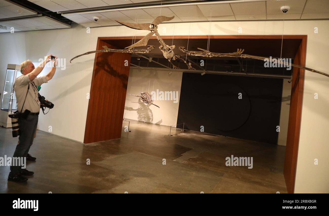 Juli 2023, New York City, New York, USA: Ein Fotograf fotografiert einen seltenen fliegenden PTERANODON (voraussichtlich 11 Millionen US-Dollar), der in der Pressevorschau für das demnächst erscheinende Sotheby's Live Natural History AuctionÂ Fossil Skelette for PreHistoric Predators: Pternodon und Plesiosaur, am 26. Juli in Sotheby's New York. Fossilien stammen aus der späten Kreidezeit und der Niederjurastik, vor über 83 Millionen Jahren. (Kreditbild: © Nancy Kaszerman/ZUMA Press Wire) NUR REDAKTIONELLE VERWENDUNG! Nicht für den kommerziellen GEBRAUCH! Stockfoto