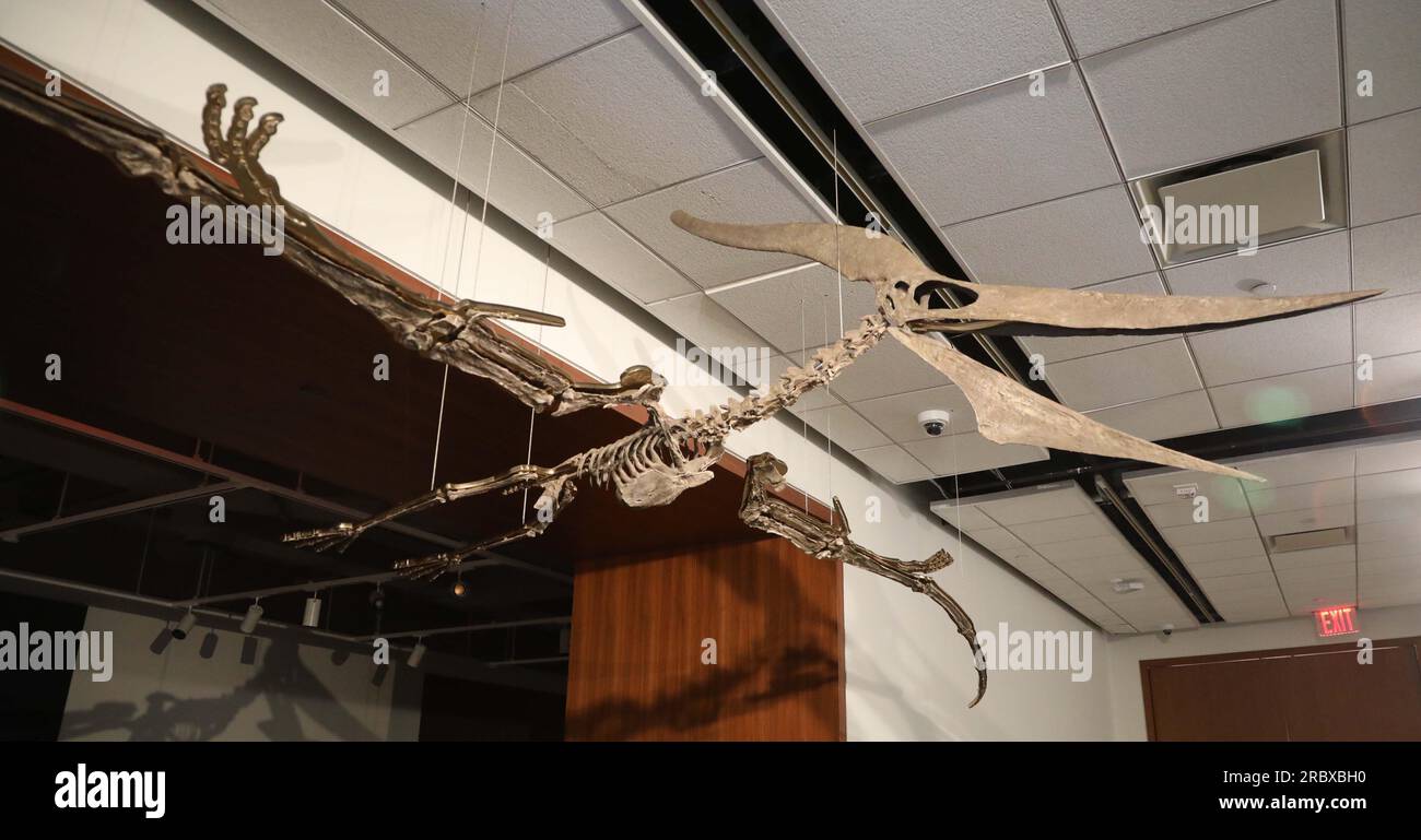 Juli 2023, New York City, New York, USA: Seltener fliegender PTERANODON (ca. 9 Millionen US-Dollar) in der Pressevorschau für die demnächst in Sotheby AuctionÂ's Live Natural History stattfindenden Fossilskelette für prähistorische Raubtiere: Pternodon und Plesiosaur, die am 26. Juli in Sotheby's New York stattfanden. Fossilien stammen aus der späten Kreidezeit und der Niederjurastik, vor über 83 Millionen Jahren. (Kreditbild: © Nancy Kaszerman/ZUMA Press Wire) NUR REDAKTIONELLE VERWENDUNG! Nicht für den kommerziellen GEBRAUCH! Stockfoto