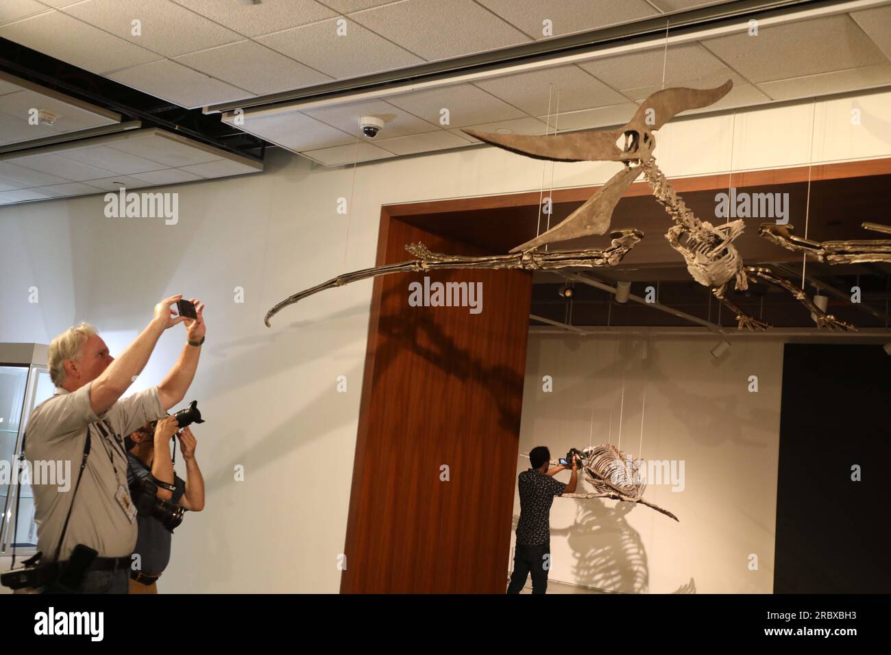 Juli 2023, New York City, New York, USA: Fotografen fotografieren einen seltenen fliegenden PTERANODON (voraussichtlich 11 Millionen US-Dollar), der in der Pressevorschau für das demnächst erscheinende Sotheby's Live Natural History AuctionÂ Fossil Skelette for Prehistoric Predators: Pternodon und Plesiosaur, am 26. Juli in Sotheby's New York. Fossilien stammen aus der späten Kreidezeit und der Niederjurastik, vor über 83 Millionen Jahren. (Kreditbild: © Nancy Kaszerman/ZUMA Press Wire) NUR REDAKTIONELLE VERWENDUNG! Nicht für den kommerziellen GEBRAUCH! Stockfoto