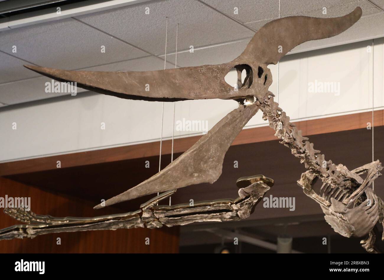 Juli 2023, New York City, New York, USA: Ein detaillierter Blick auf einen seltenen fliegenden PTERANODON (ca. 11 Millionen US-Dollar), der in der Pressevorschau für das demnächst erscheinende Sotheby's Live Natural History AuctionÂ Fossil Skelette for Prehistoric Predators: Pternodon und Plesiosaur, am 26. Juli in Sotheby's New York. Fossilien stammen aus der späten Kreidezeit und der Niederjurastik, vor über 83 Millionen Jahren. (Kreditbild: © Nancy Kaszerman/ZUMA Press Wire) NUR REDAKTIONELLE VERWENDUNG! Nicht für den kommerziellen GEBRAUCH! Stockfoto