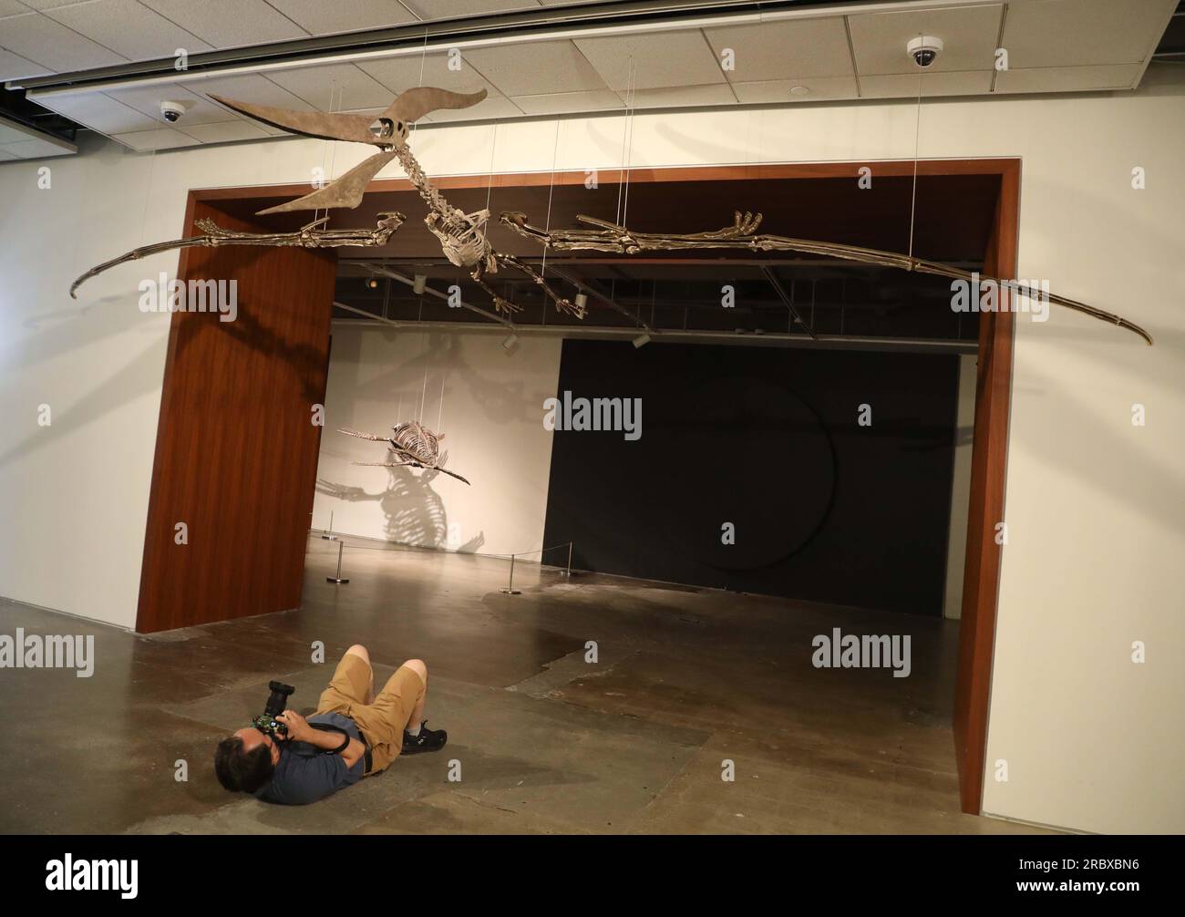 Juli 2023, New York City, New York, USA: Ein Fotograf fotografiert einen seltenen fliegenden PTERANODON (voraussichtlich 11 Millionen US-Dollar), der in der Pressevorschau für das demnächst erscheinende Sotheby's Live Natural History AuctionÂ Fossil Skelette for PreHistoric Predators: Pternodon und Plesiosaur, am 26. Juli in Sotheby's New York. Fossilien stammen aus der späten Kreidezeit und der Niederjurastik, vor über 83 Millionen Jahren. (Kreditbild: © Nancy Kaszerman/ZUMA Press Wire) NUR REDAKTIONELLE VERWENDUNG! Nicht für den kommerziellen GEBRAUCH! Stockfoto