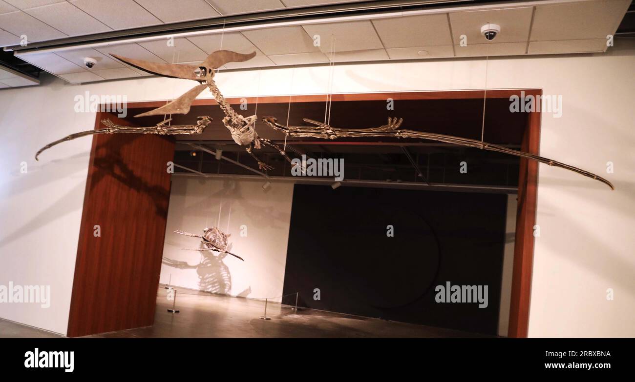 Juli 2023, New York City, New York, USA: Seltener fliegender PTERANODON (ca. 11 Millionen US-Dollar) in der Pressevorschau für die demnächst in Sotheby AuctionÂ's Live Natural History stattfindenden Fossilskelette für prähistorische Raubtiere: Pternodon und Plesiosaur, die am 26. Juli in Sotheby's New York stattfanden. Fossilien stammen aus der späten Kreidezeit und der Niederjurastik, vor über 83 Millionen Jahren. (Kreditbild: © Nancy Kaszerman/ZUMA Press Wire) NUR REDAKTIONELLE VERWENDUNG! Nicht für den kommerziellen GEBRAUCH! Stockfoto