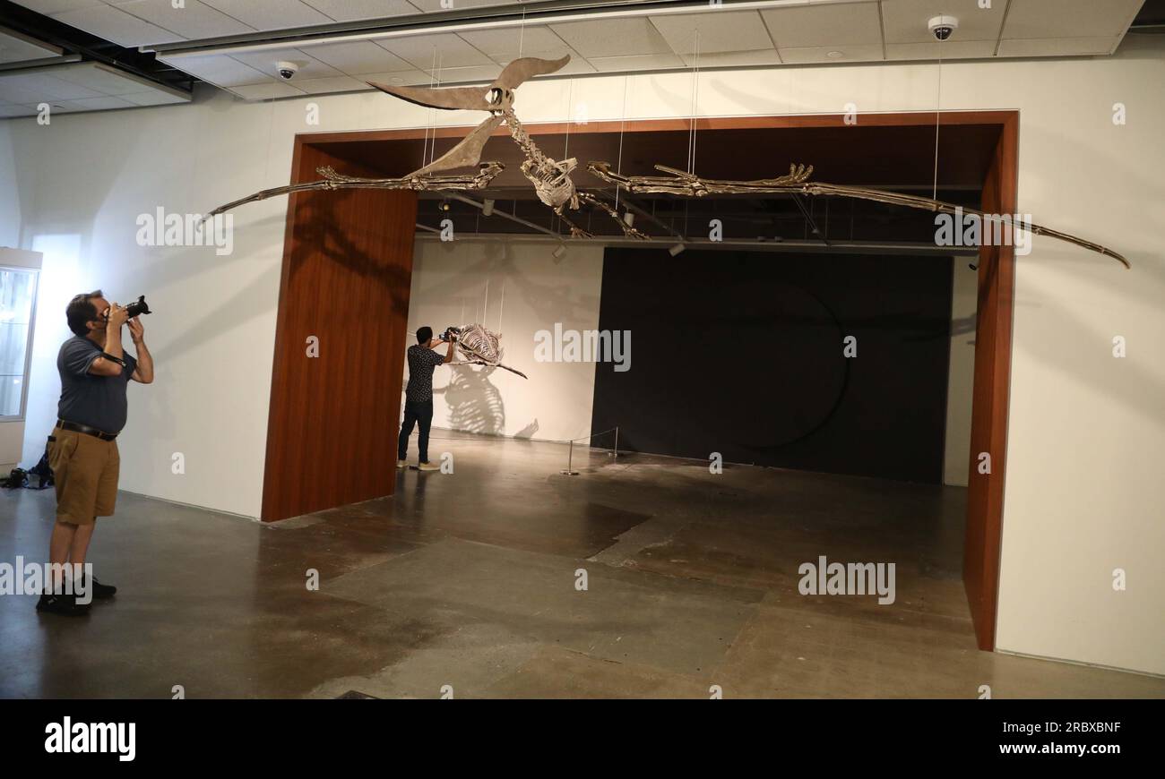 Juli 2023, New York City, New York, USA: Ein Fotograf fotografiert einen seltenen fliegenden PTERANODON (voraussichtlich 11 Millionen US-Dollar), der in der Pressevorschau für das demnächst erscheinende Sotheby's Live Natural History AuctionÂ Fossil Skelette for PreHistoric Predators: Pternodon und Plesiosaur, am 26. Juli in Sotheby's New York. Fossilien stammen aus der späten Kreidezeit und der Niederjurastik, vor über 83 Millionen Jahren. (Kreditbild: © Nancy Kaszerman/ZUMA Press Wire) NUR REDAKTIONELLE VERWENDUNG! Nicht für den kommerziellen GEBRAUCH! Stockfoto