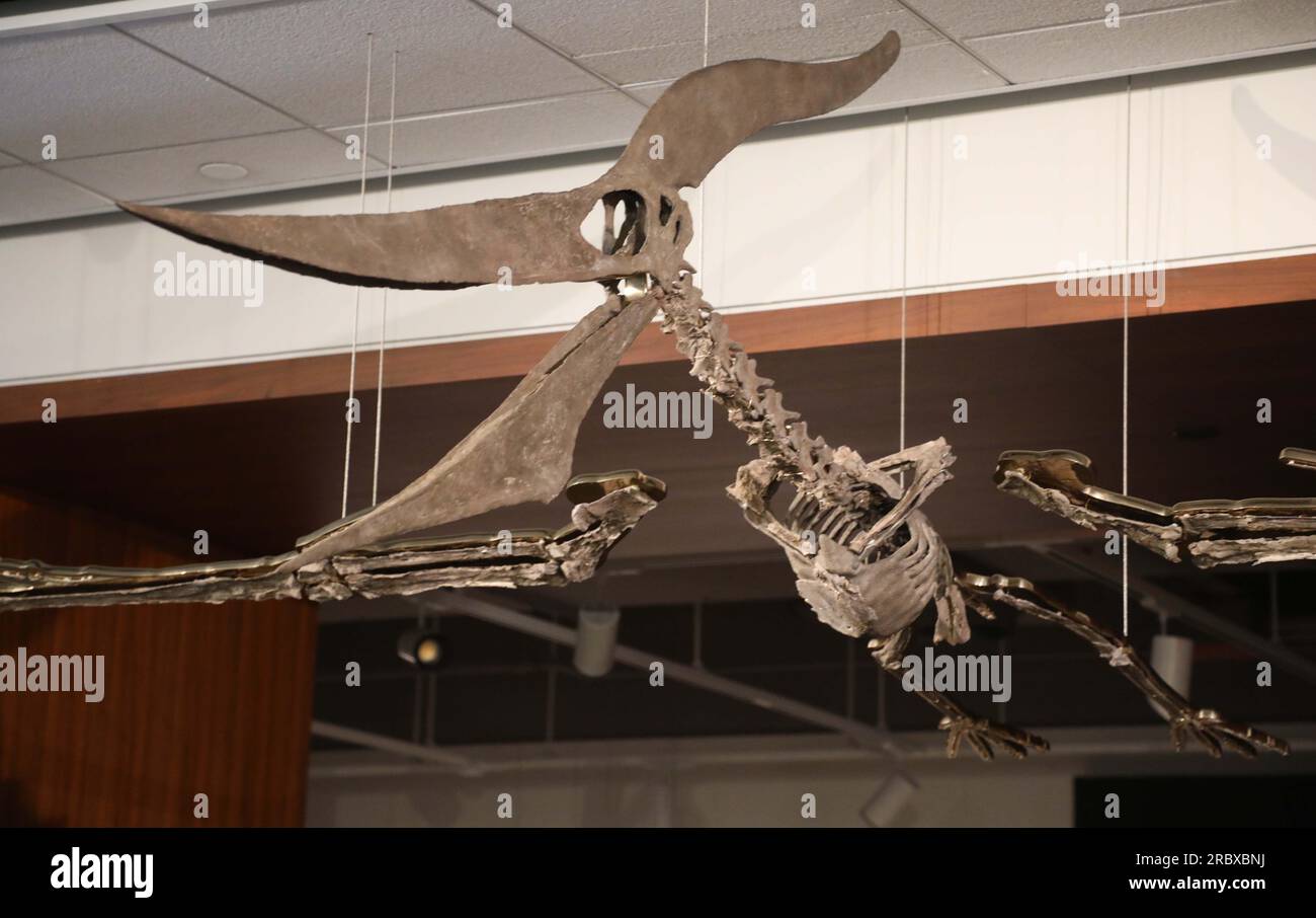 Juli 2023, New York City, New York, USA: Ein detaillierter Blick auf einen seltenen fliegenden PTERANODON (ca. 11 Millionen US-Dollar), der in der Pressevorschau für das demnächst erscheinende Sotheby's Live Natural History AuctionÂ Fossil Skelette for Prehistoric Predators: Pternodon und Plesiosaur, am 26. Juli in Sotheby's New York. Fossilien stammen aus der späten Kreidezeit und der Niederjurastik, vor über 83 Millionen Jahren. (Kreditbild: © Nancy Kaszerman/ZUMA Press Wire) NUR REDAKTIONELLE VERWENDUNG! Nicht für den kommerziellen GEBRAUCH! Stockfoto