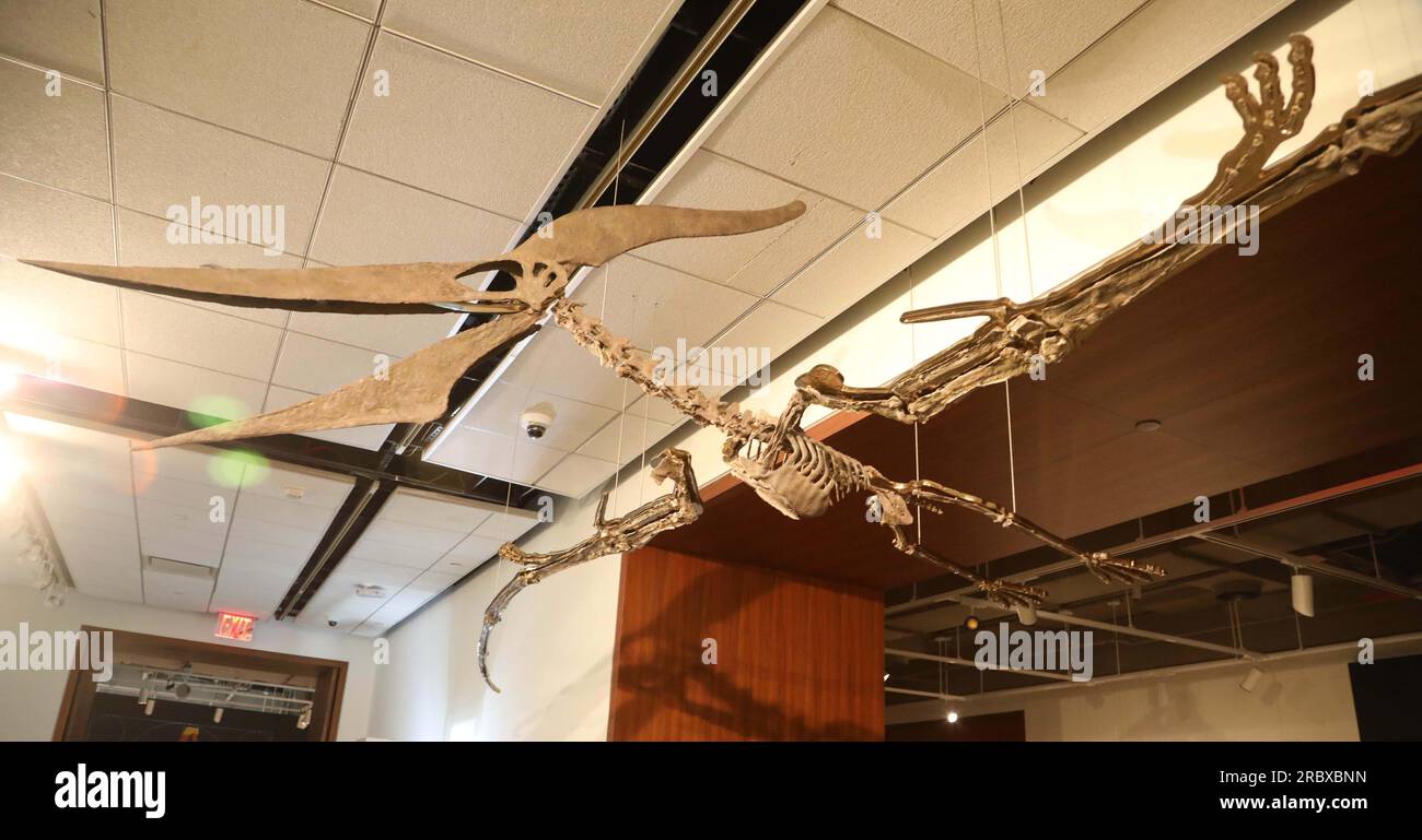 Juli 2023, New York City, New York, USA: Seltener fliegender PTERANODON (ca. 11 Millionen US-Dollar) in der Pressevorschau für die demnächst in Sotheby AuctionÂ's Live Natural History stattfindenden Fossilskelette für prähistorische Raubtiere: Pternodon und Plesiosaur, die am 26. Juli in Sotheby's New York stattfanden. Fossilien stammen aus der späten Kreidezeit und der Niederjurastik, vor über 83 Millionen Jahren. (Kreditbild: © Nancy Kaszerman/ZUMA Press Wire) NUR REDAKTIONELLE VERWENDUNG! Nicht für den kommerziellen GEBRAUCH! Stockfoto