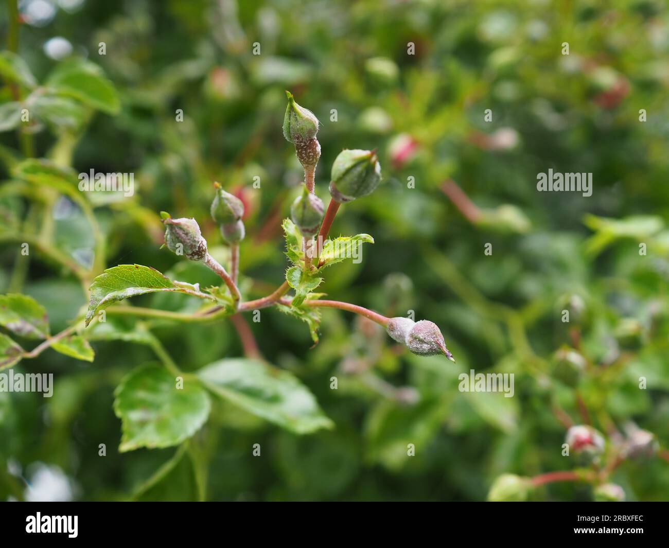 Nahaufnahme eines Sprühnebels von Rosenknospen beeinflußt von Rosenpulver Mehltau, eine weiße Pilzinfektion, die Rosen beeinflußt, wenn die Luftzirkulation schlecht ist Stockfoto