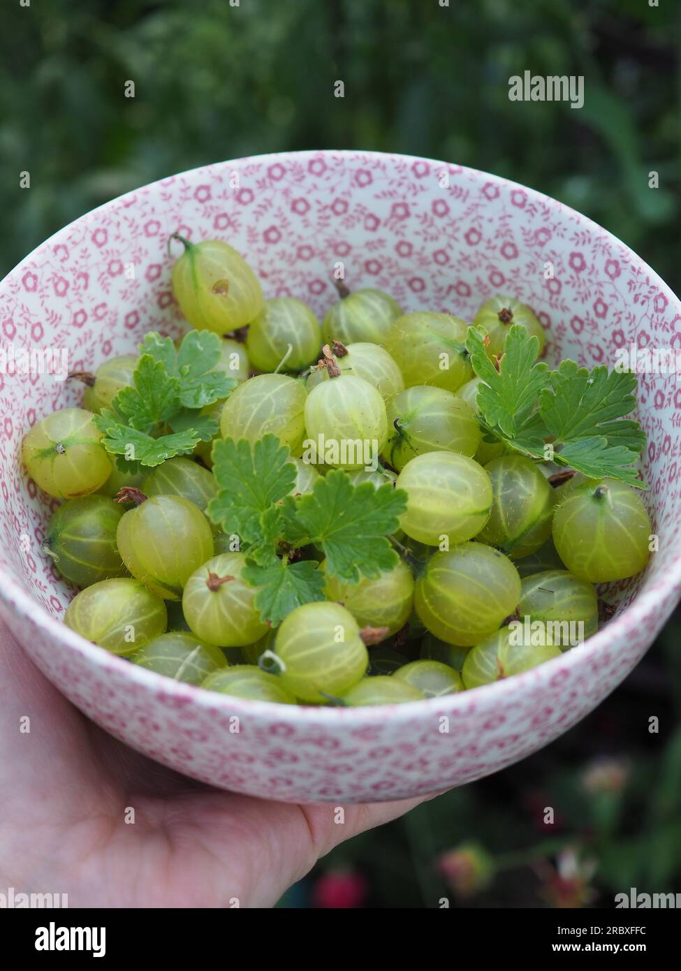 Porträtaufnahme einer Burleigh-Töpferschüssel mit frisch gepflückten grünen Stachelbeeren in einer Hand draußen im Garten Stockfoto