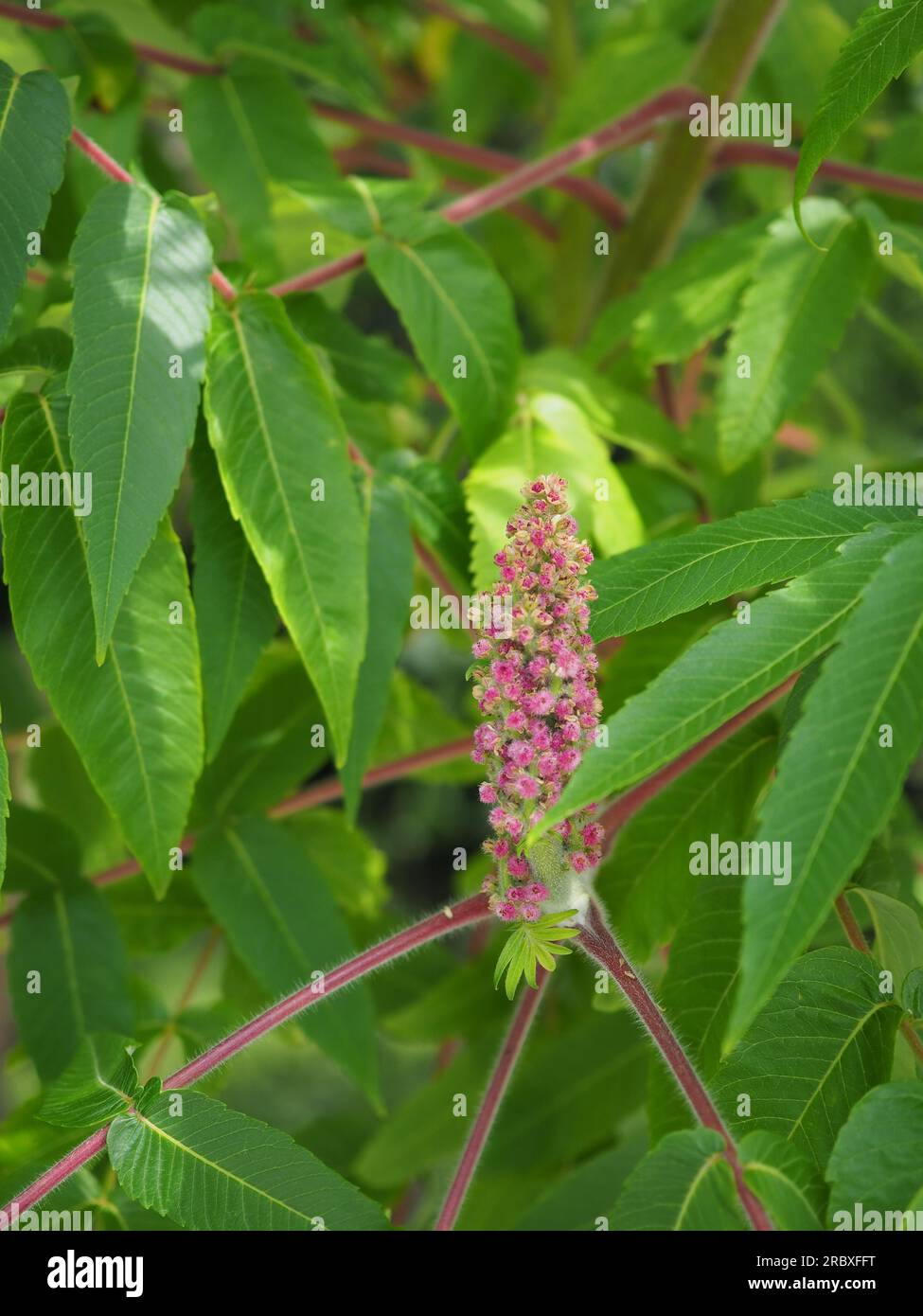 Nahaufnahme der pendelnden rosa Blume/Frucht eines Rhus-Typhina-Baumes (Staghorn Sumach) im Juni in einem britischen Garten Stockfoto
