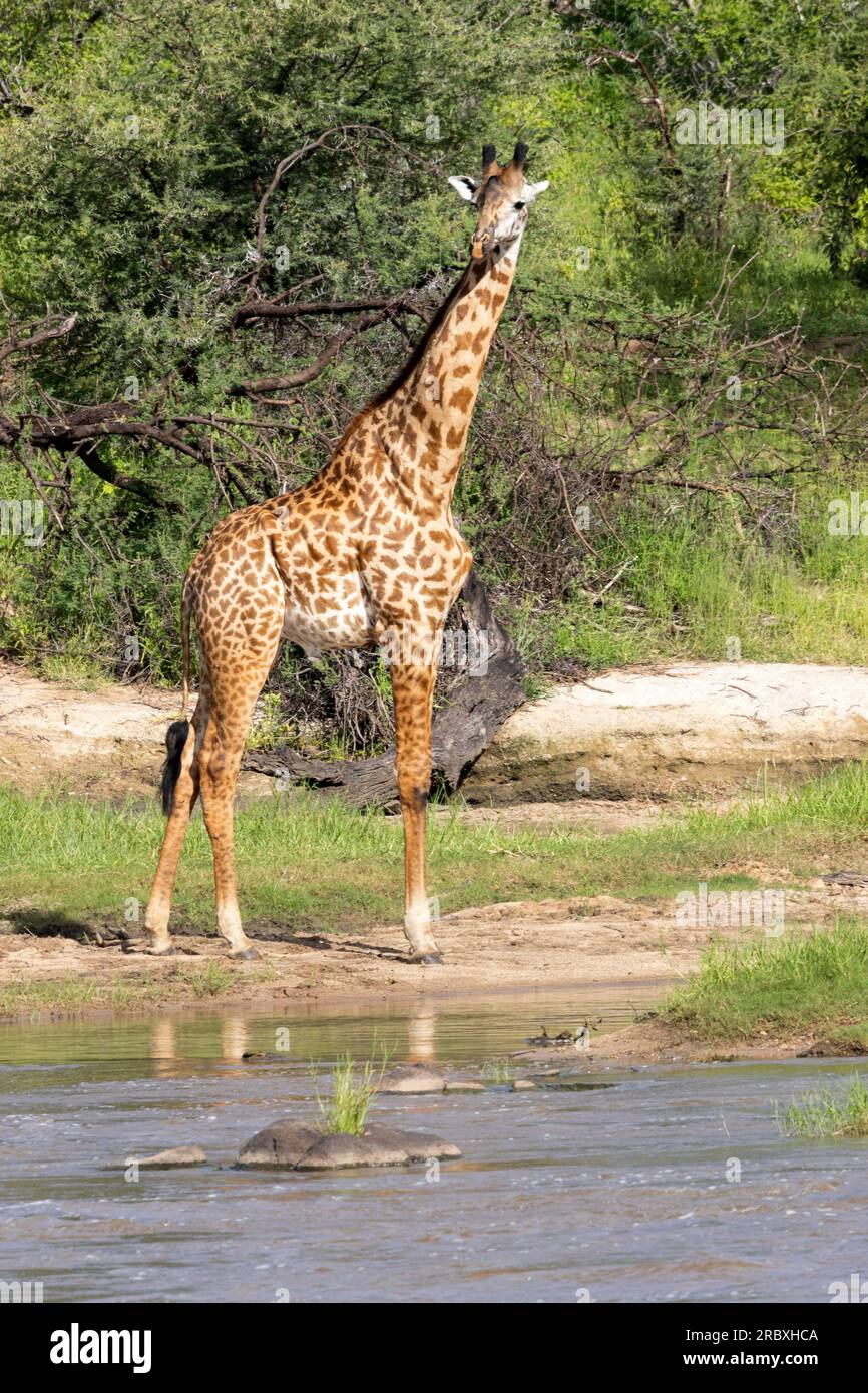 Eine einsame Giraffe nähert sich dem Ruaha River zum Trinken. In diesen Fällen sind sie am anfälligsten und werden äußerst vorsichtig sein, was oft eine Ewigkeit in Anspruch nimmt. Stockfoto