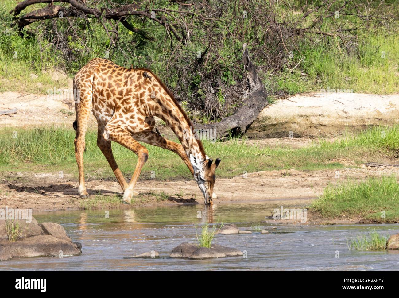 Eine einsame Giraffe trinkt aus dem Ruaha River. In diesen Fällen sind sie am anfälligsten und werden äußerst vorsichtig sein, oft dauert es Jahre, bis sie sich engagieren. Stockfoto