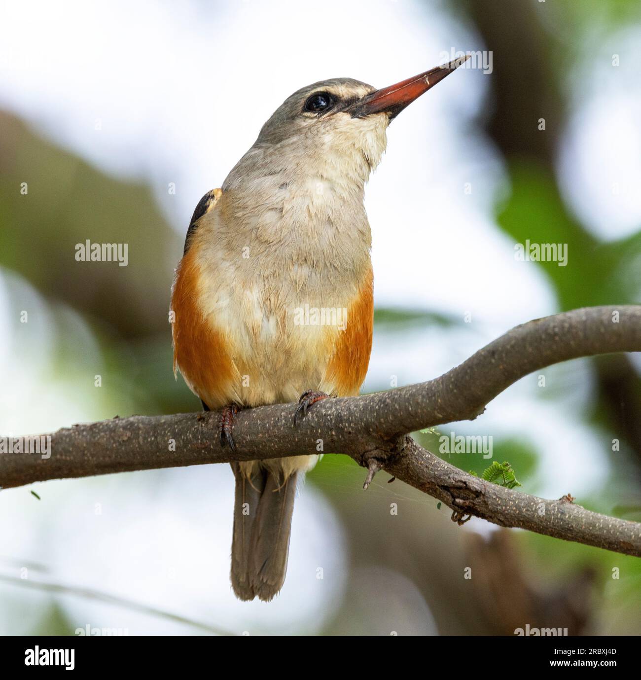 Der braune Kingfisher findet sich oft in Waldgebieten weit weg vom Wasser. Sie sind sally-Jäger, das heißt, sie jagen von einem Steg und stürzen sich. Stockfoto