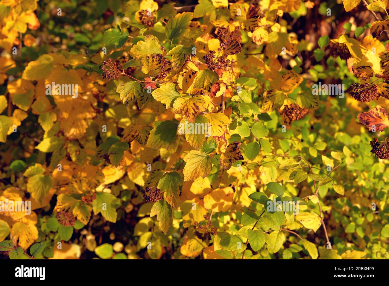Golden Herbstkonzept. Herbstgelbe Blätter, perfekt für die saisonale Nutzung. Warmes Wetter an sonnigen Tagen. Stockfoto
