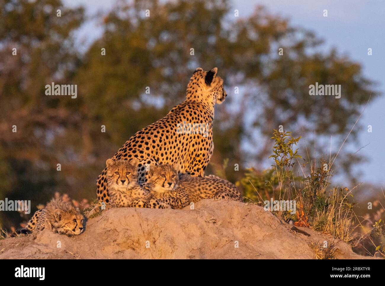 Cheetah im Hwange-Nationalpark in Simbabwe, Afrika. Stockfoto