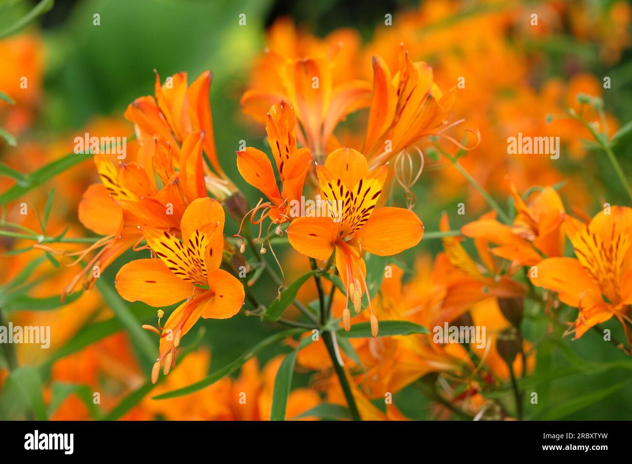 Alstroemeria Peruanische Lilie „Orangenkönig“ in Blume Stockfoto