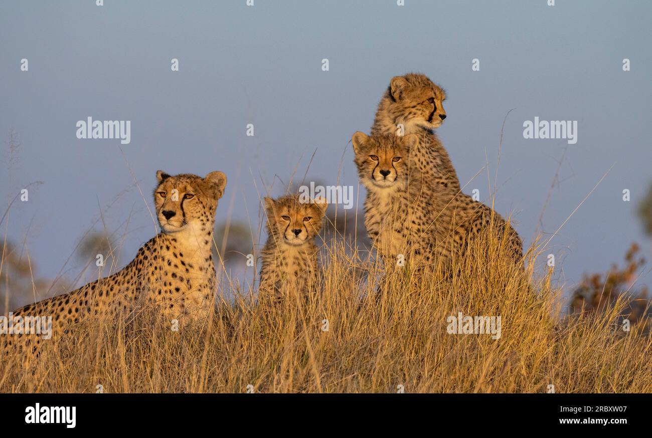 Cheetah im Hwange-Nationalpark in Simbabwe, Afrika. Stockfoto