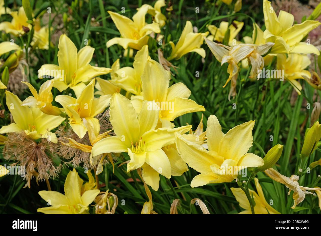Hemerocallis hybride ÔSunshine YellowÕ in Blüte. Stockfoto