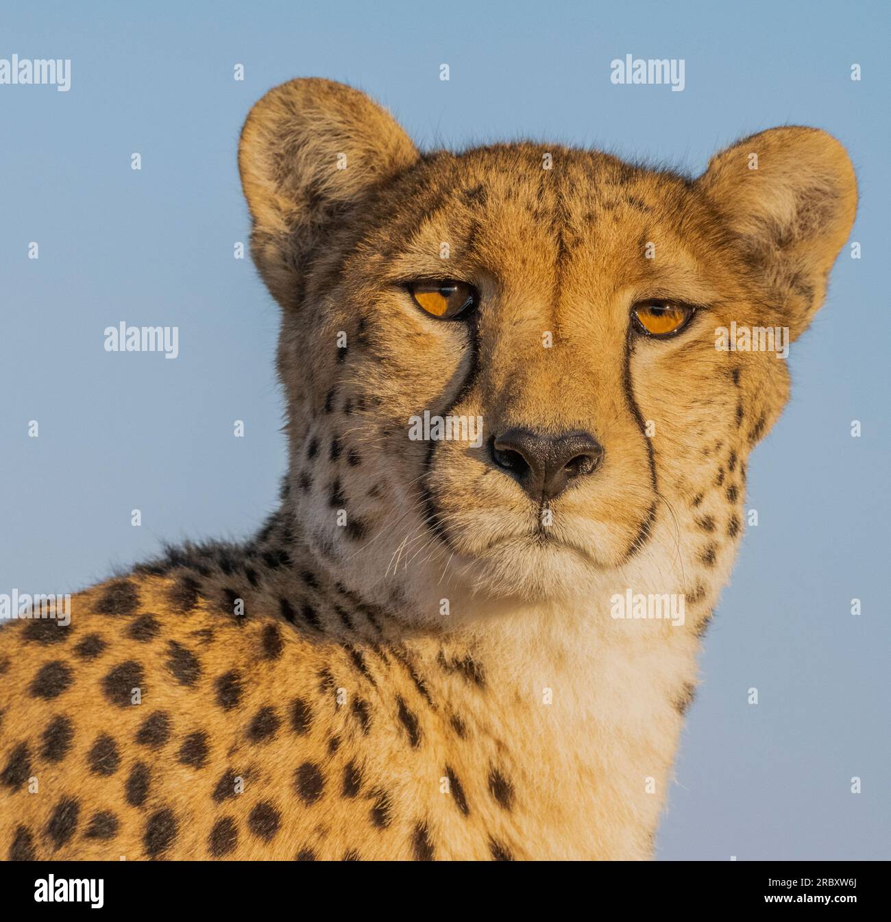 Cheetah im Hwange-Nationalpark in Simbabwe, Afrika. Stockfoto