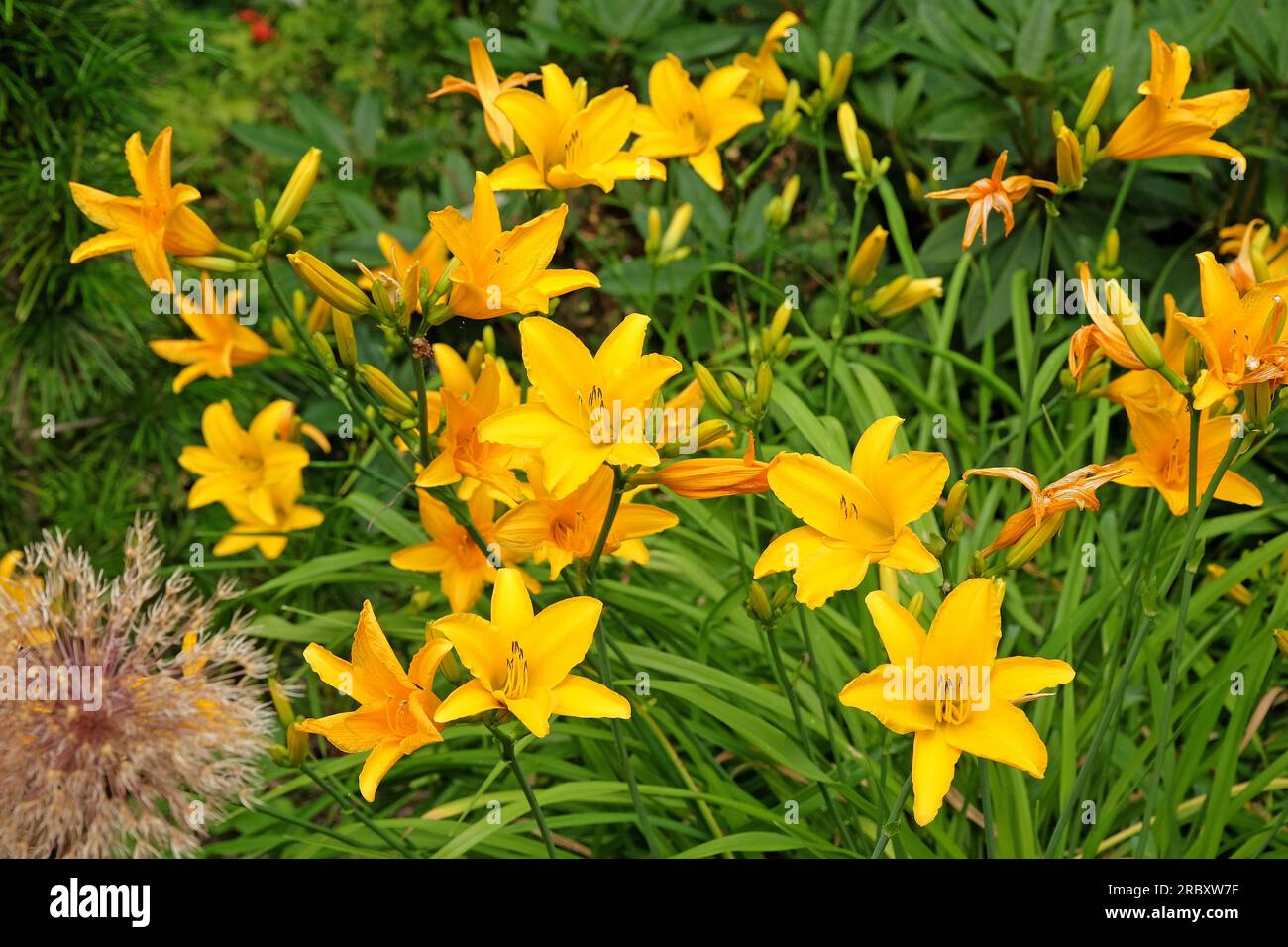 Hemerocallis Hybrid-Tageslilie "Azteken Gold" in Blüte. Stockfoto