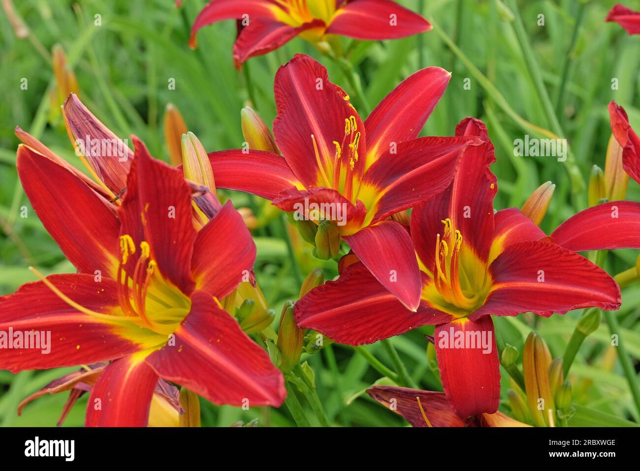 Hemerocallis Hybriden-Stafford in Blüte. Stockfoto