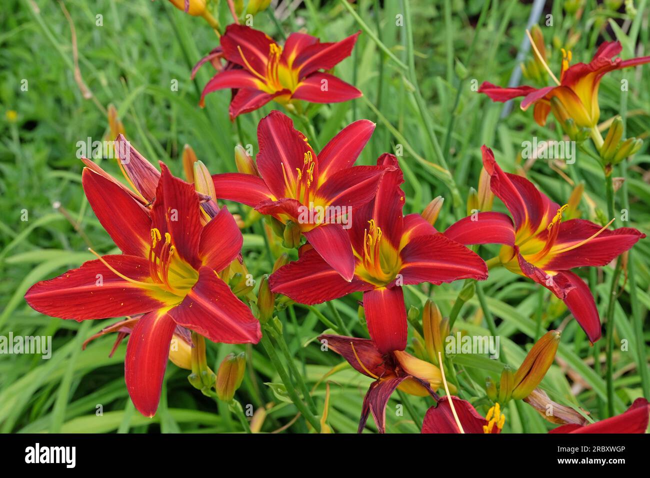 Hemerocallis Hybriden-Stafford in Blüte. Stockfoto