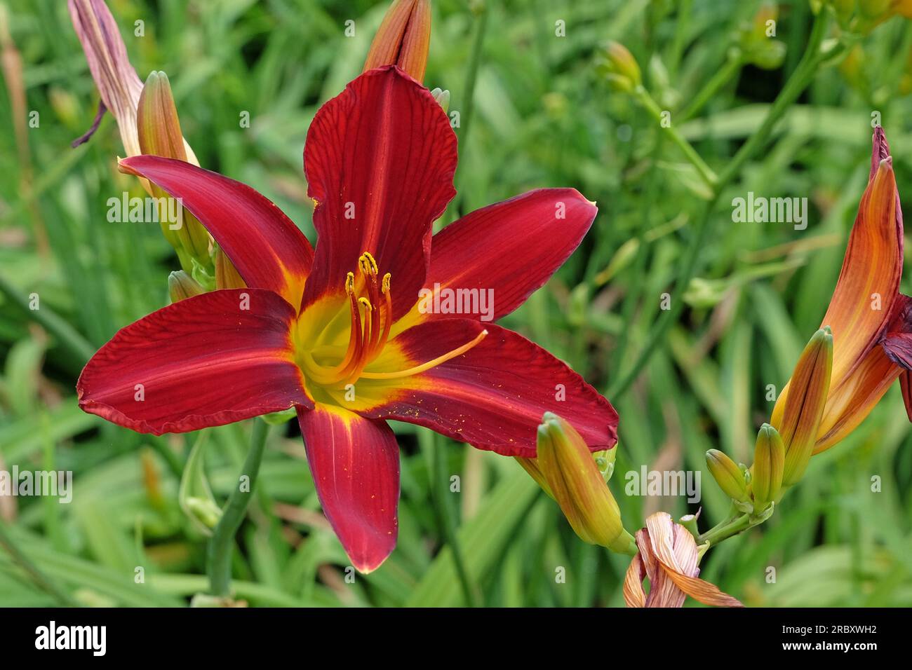 Hemerocallis Hybriden-Stafford in Blüte. Stockfoto