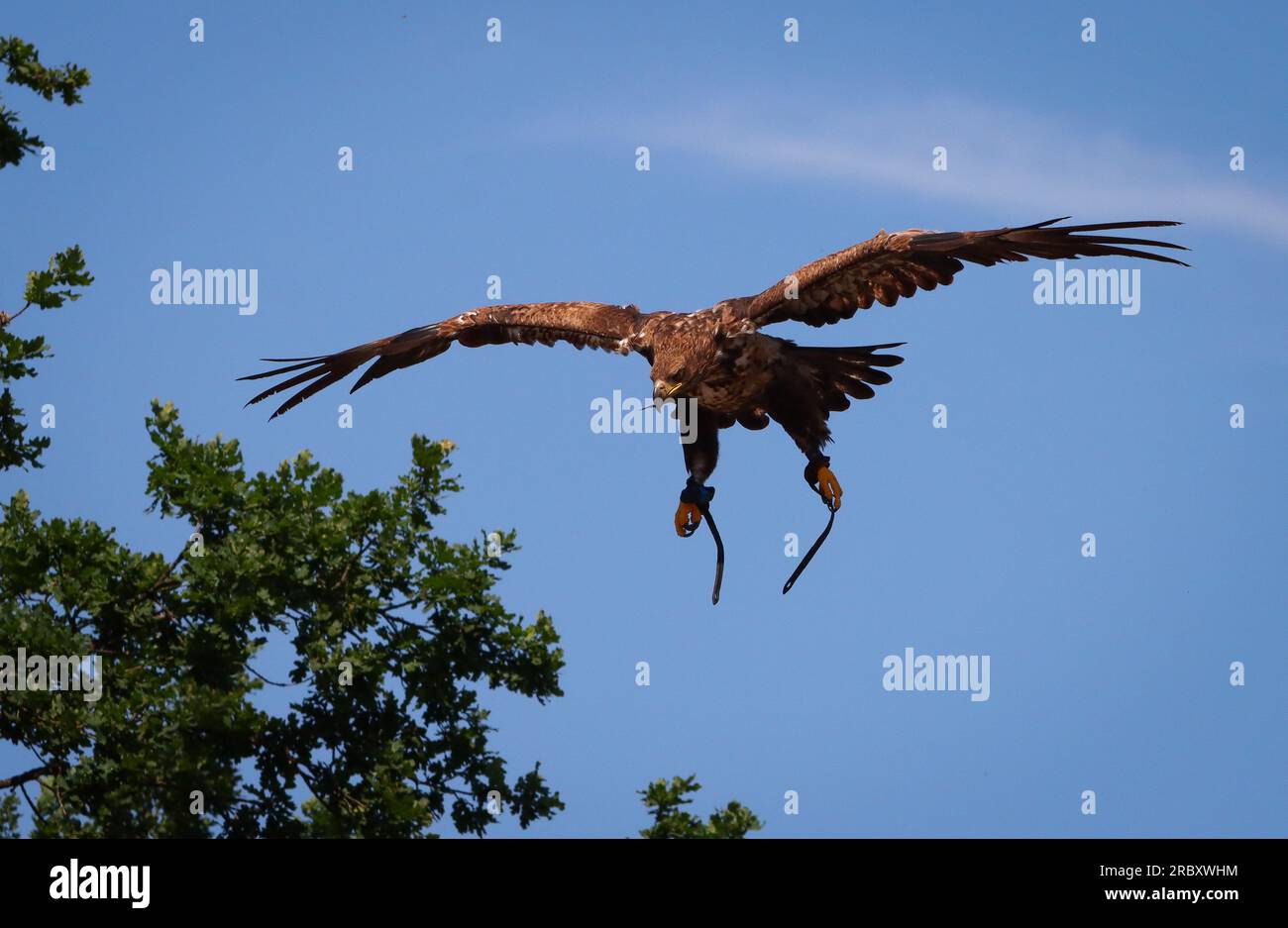 goldener Adler im Flug, Vogel im Flug Stockfoto