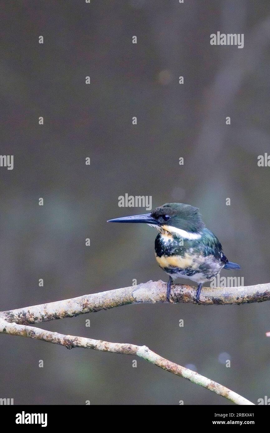 Grüner Kingfisher (Chloroceryle americana), weiblich auf einem Ast, Mitu, Kolumbien. Stockfoto