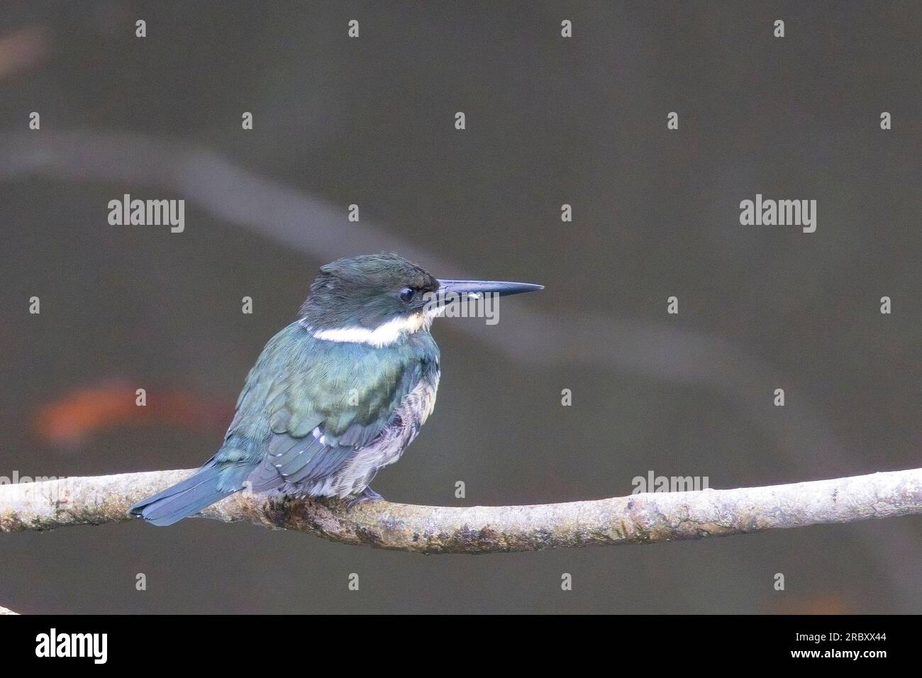 Grüner Kingfisher (Chloroceryle americana), weiblich auf einem Ast, Mitu, Kolumbien. Stockfoto