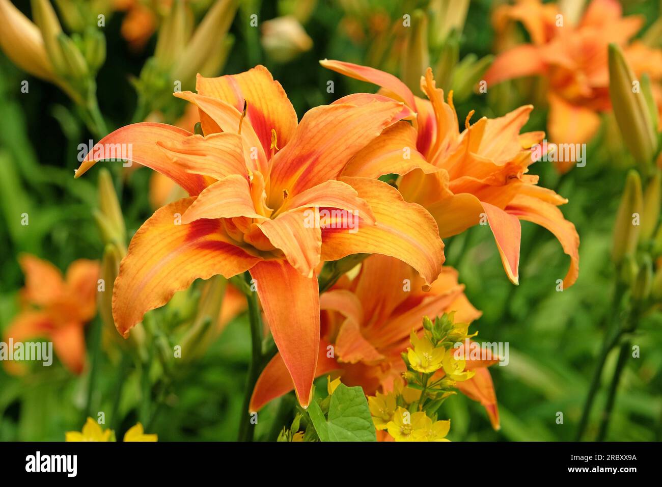 Hemerocallis fulva taglily 'Kwanso' in Blume. Stockfoto