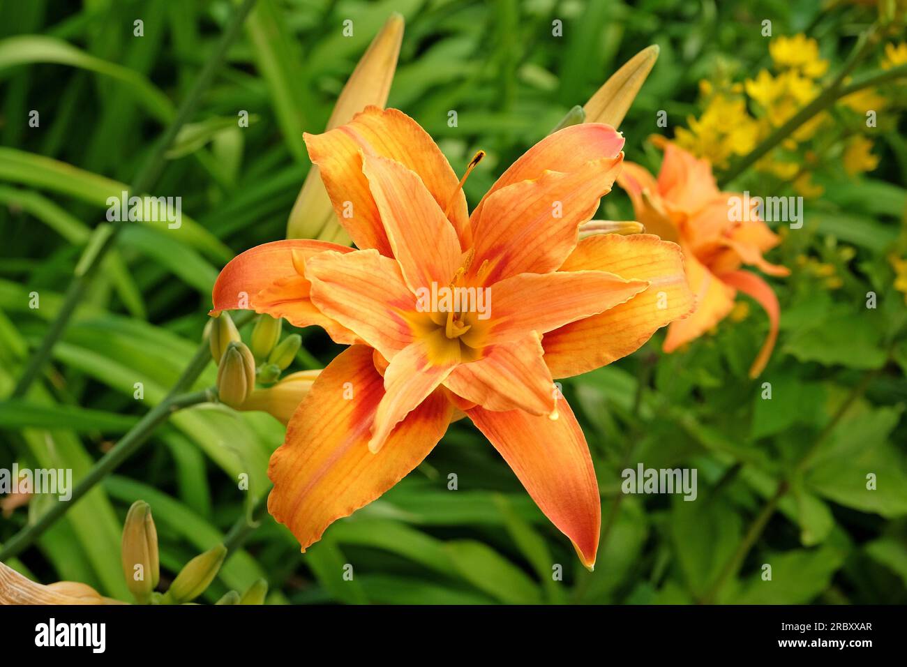 Hemerocallis fulva taglily 'Kwanso' in Blume. Stockfoto