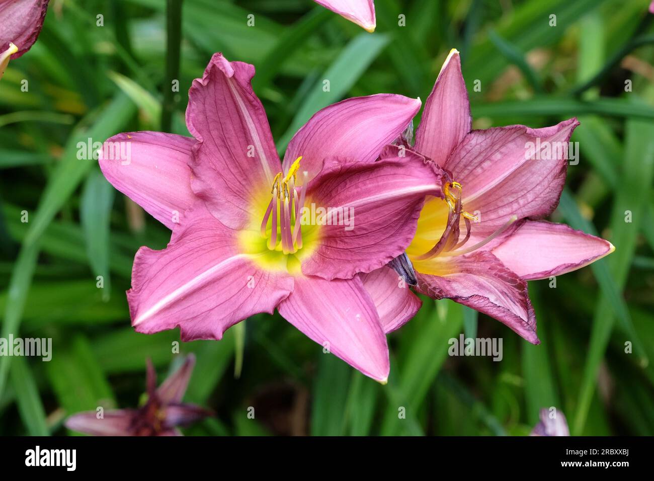 Hemerocallis Tageslilie 'Meadow Sprite' in Blüte. Stockfoto